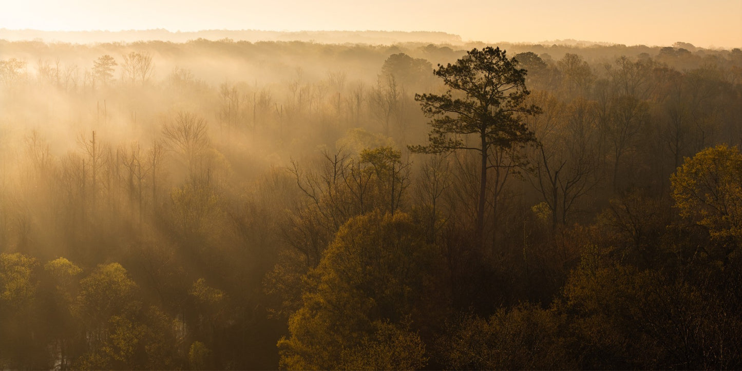 Morning Haze - Print Only