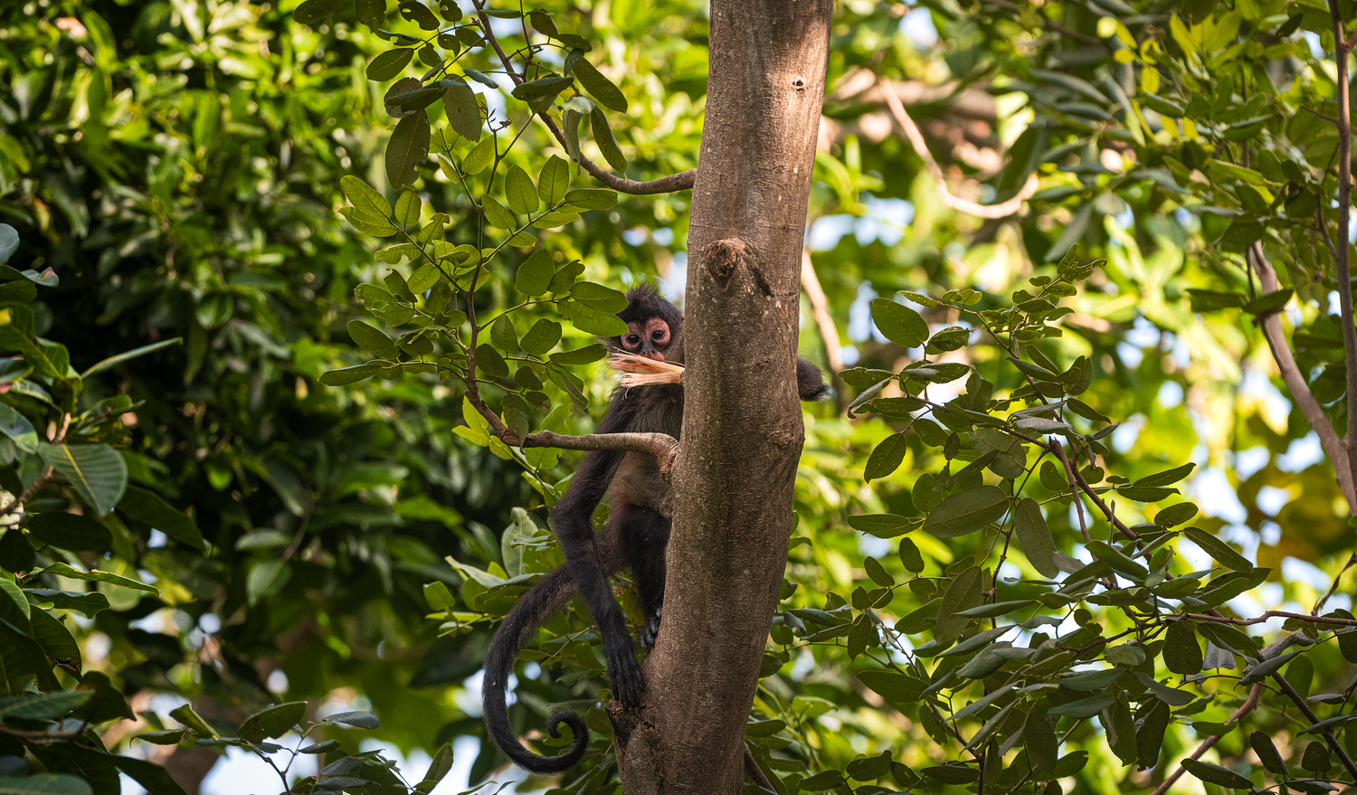 A spider monkey curiously looks down from the vibrant Mexican canopy to survey the forests below.