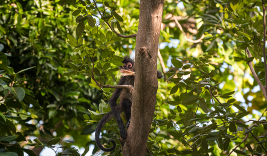 A spider monkey curiously looks down from the vibrant Mexican canopy to survey the forests below.