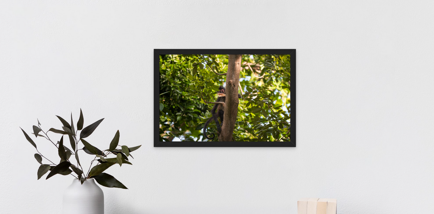 Curiosity - A 12x18 Framed Print