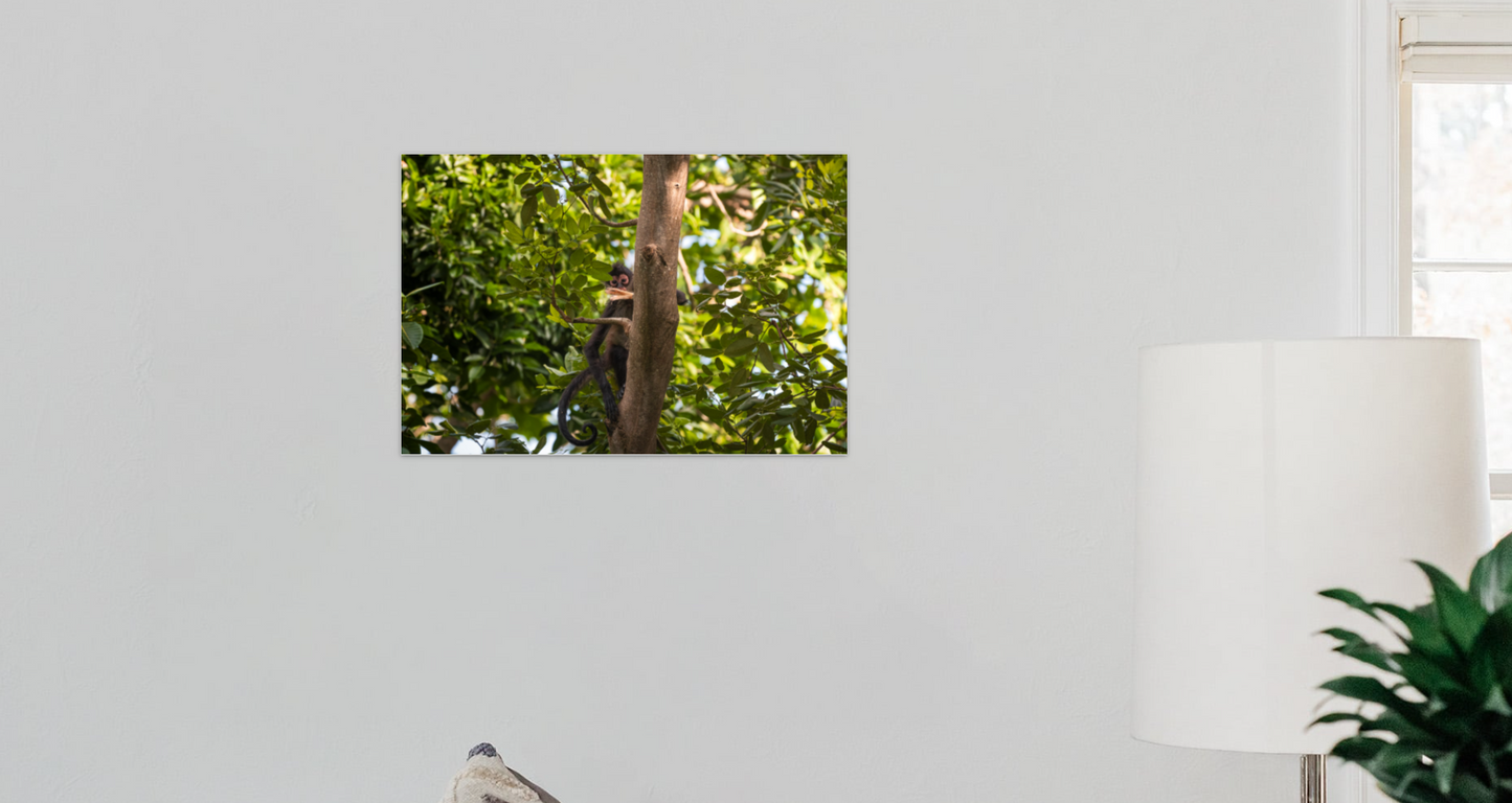 Curiosity - A 16x24 Acrylic Print