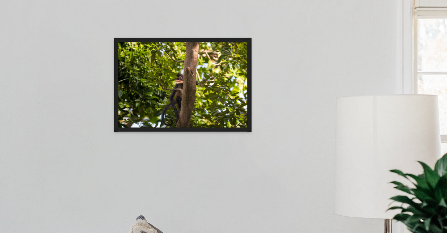 Curiosity - A 16x24 Framed Print