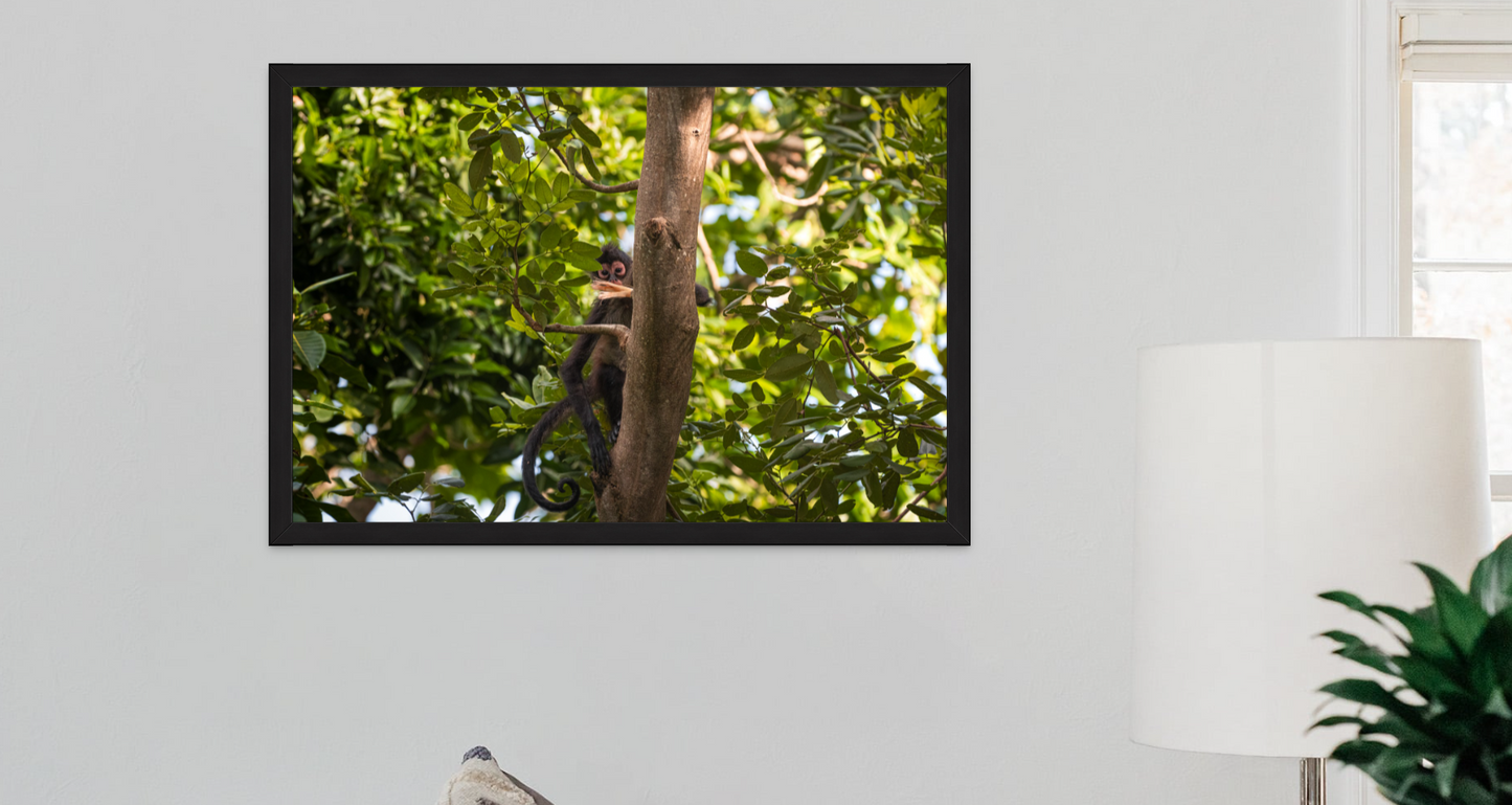 Curiosity - A 24x36 Framed Print