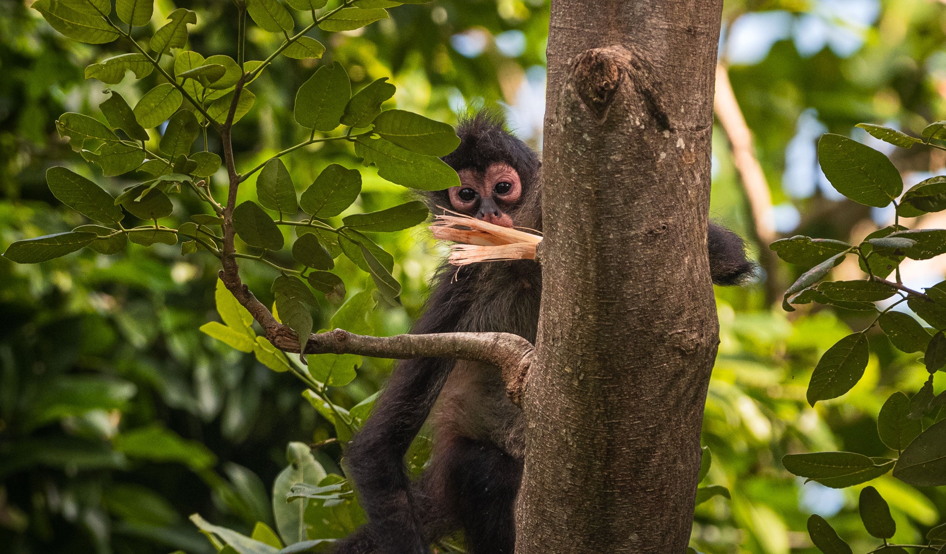 A close-up view of a spider monkey curiously looks down from the vibrant Mexican canopy to survey the forests below.