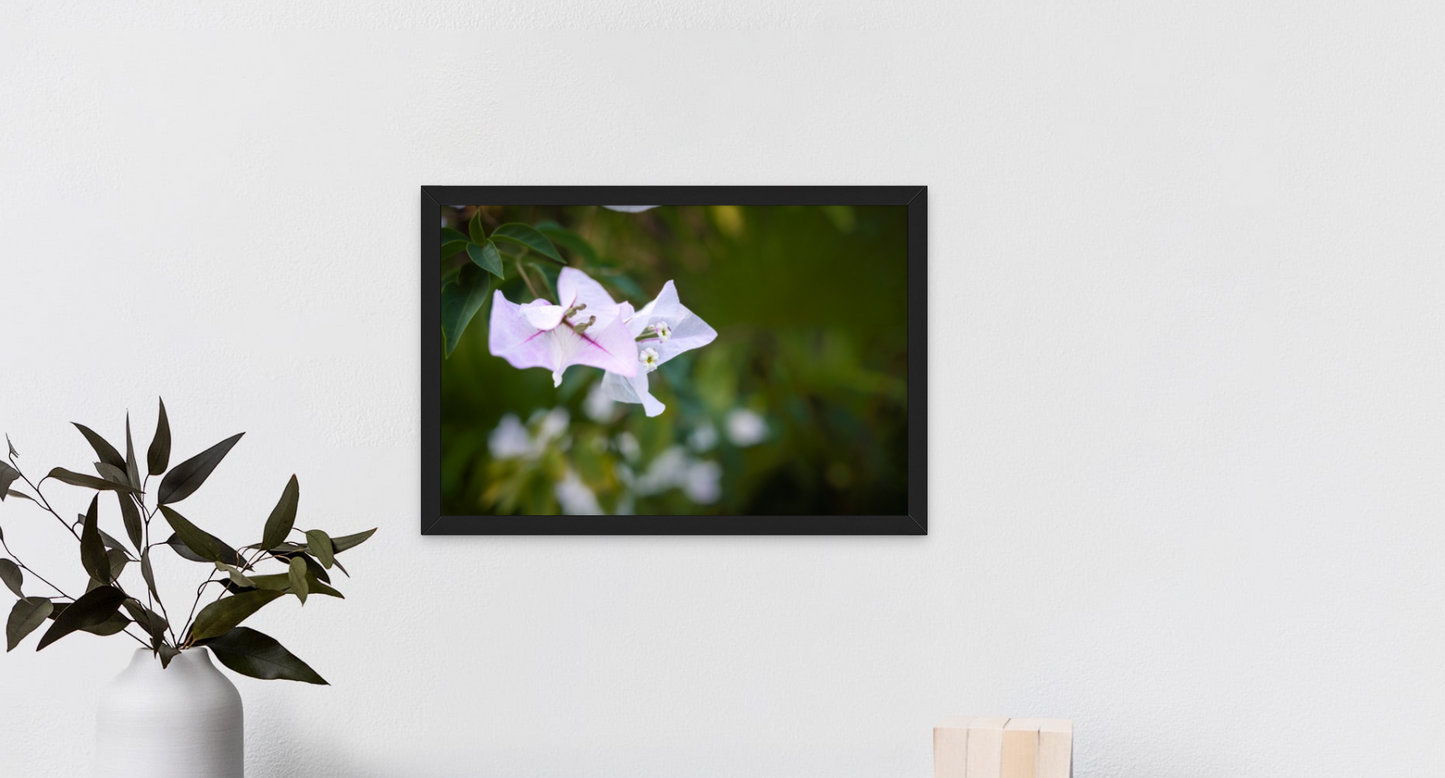 Flowers of the Yucatán
