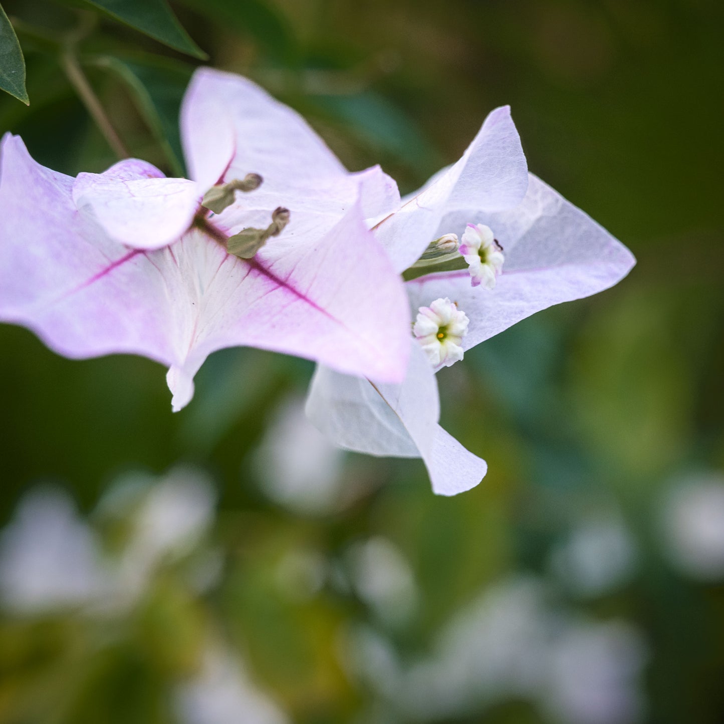 Flowers of the Yucatán
