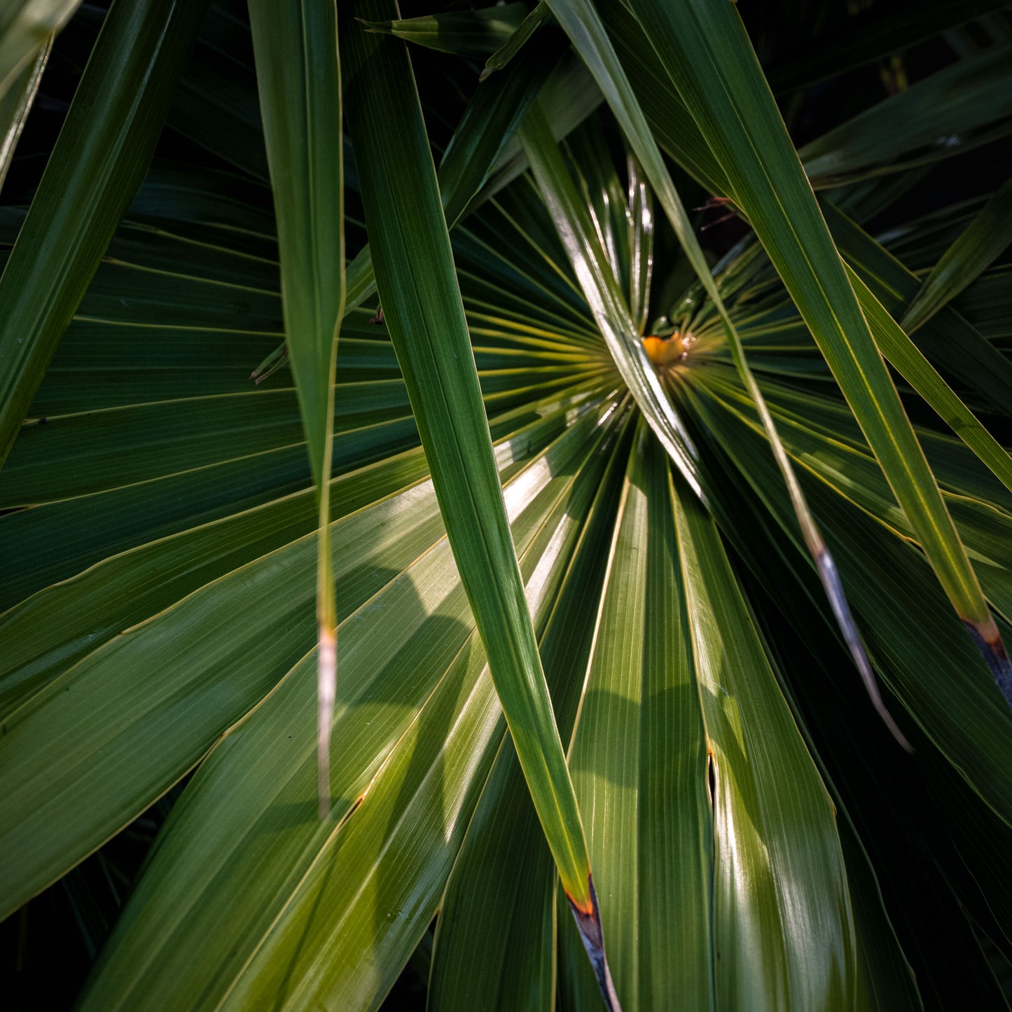 Glossy Green - Print Only