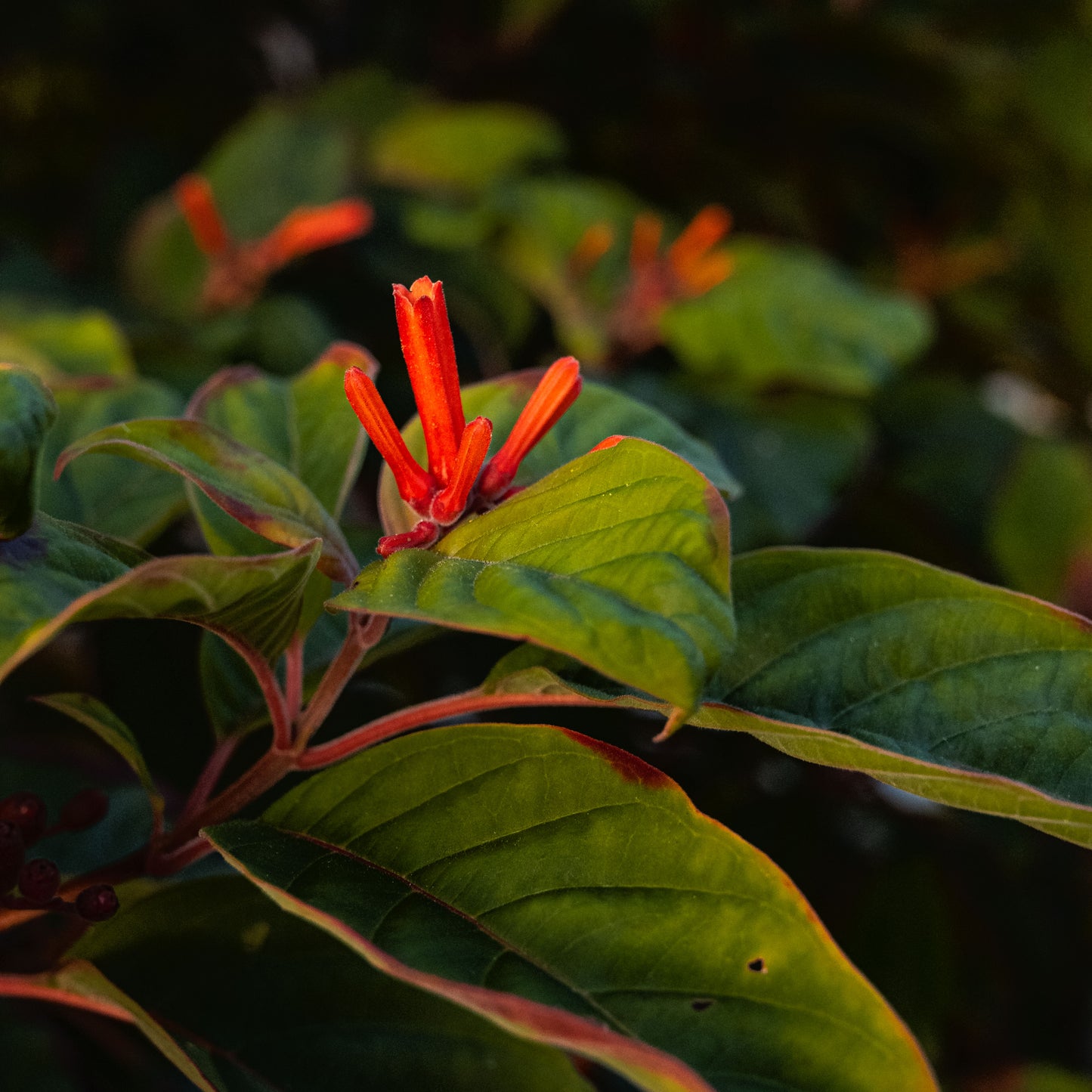 Hues of Sunrise - Print Only