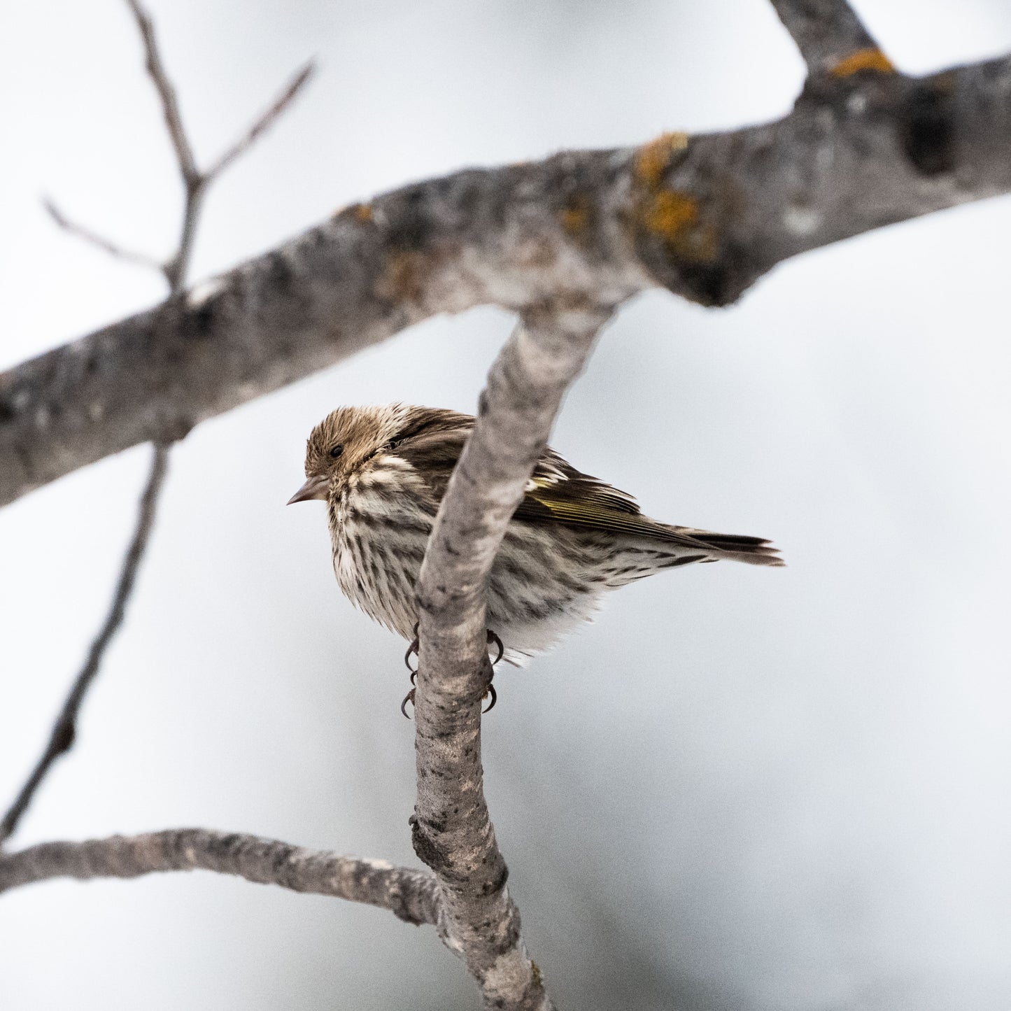 In The Branches