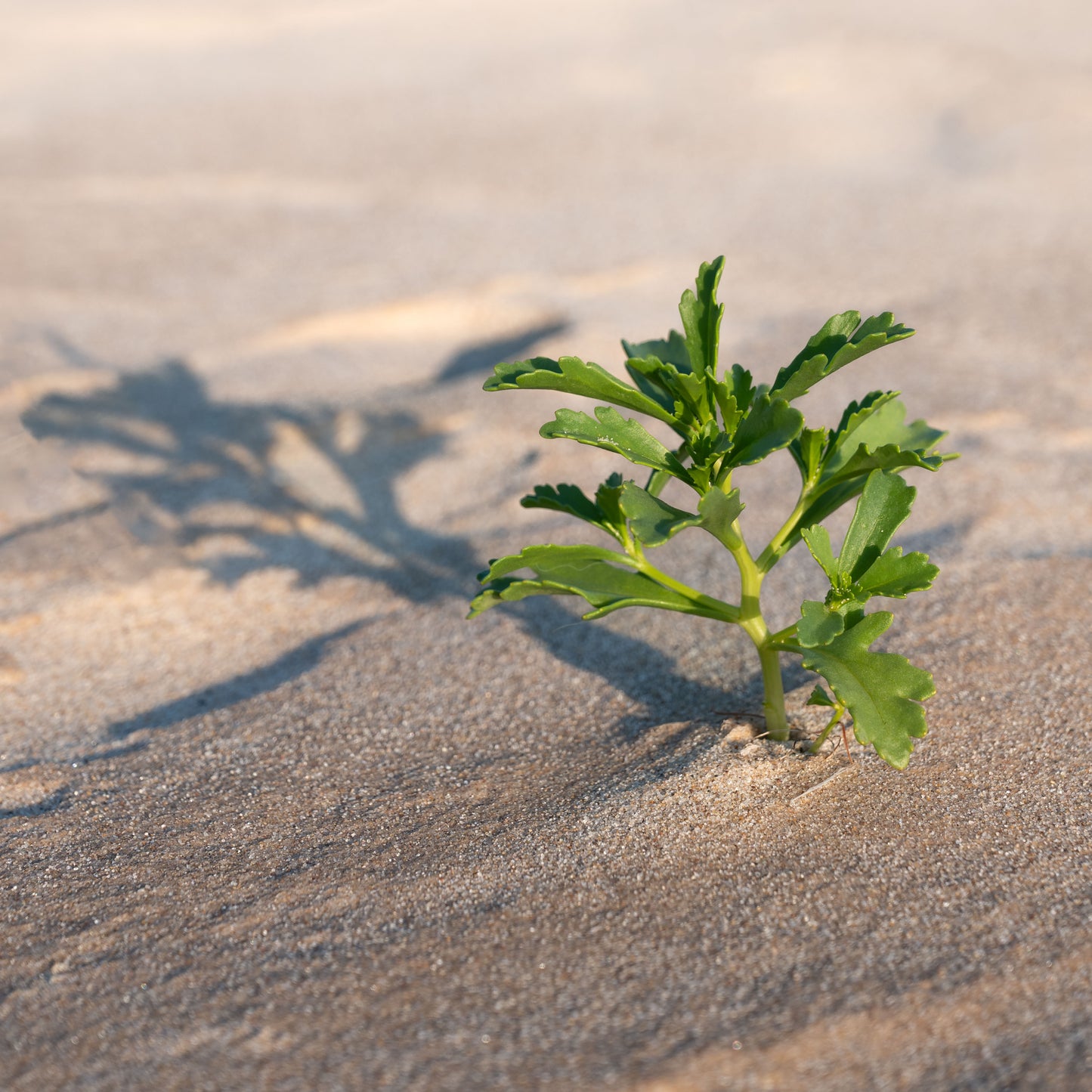 New Growth - Print Only