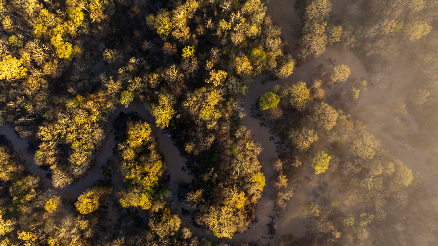 Oxbows of the Bayou