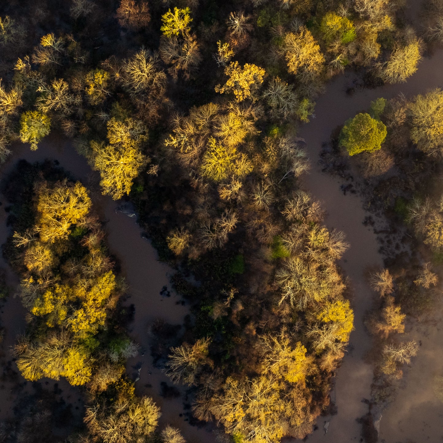 Oxbows of the Bayou