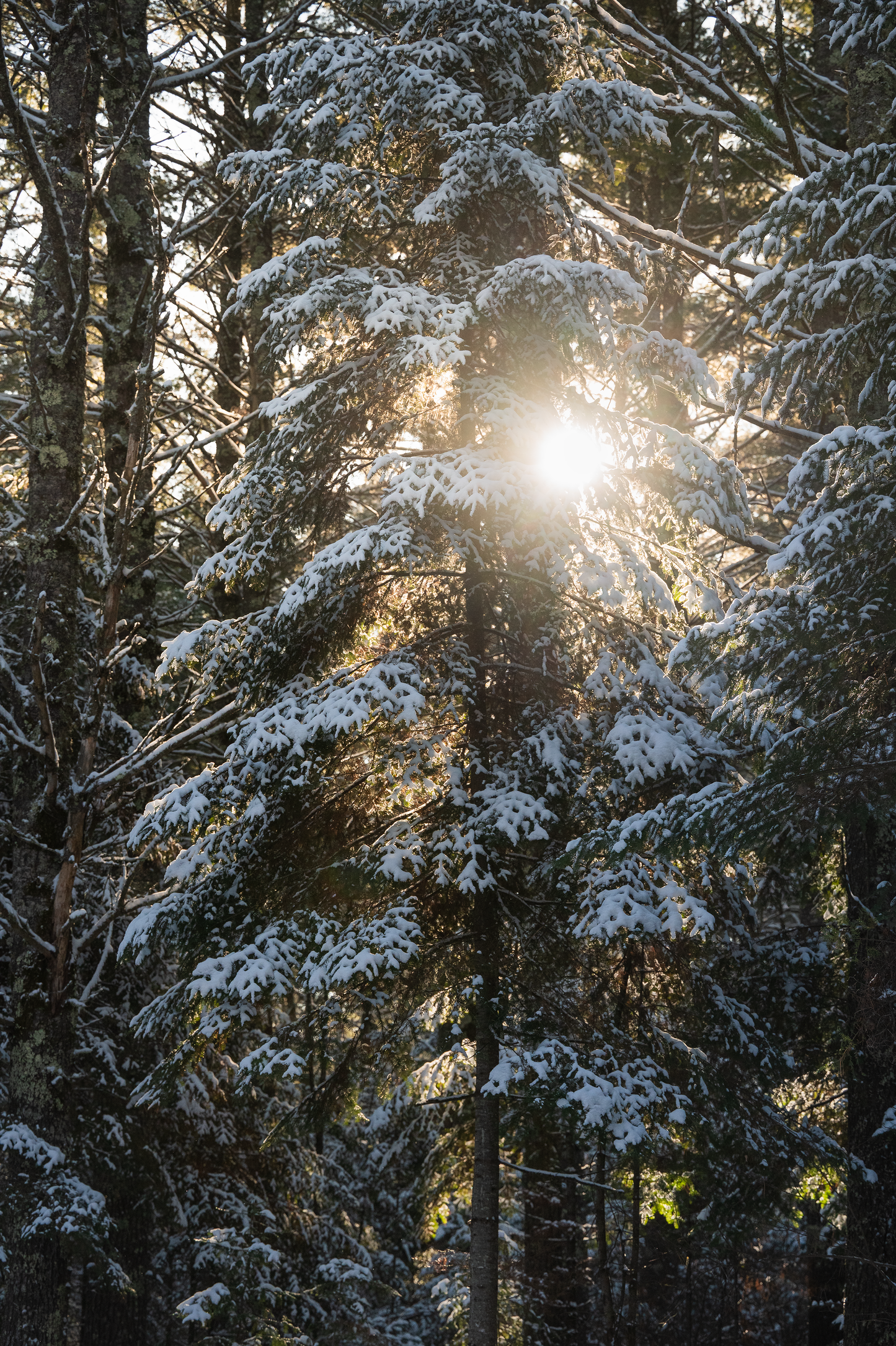 Through The Trees