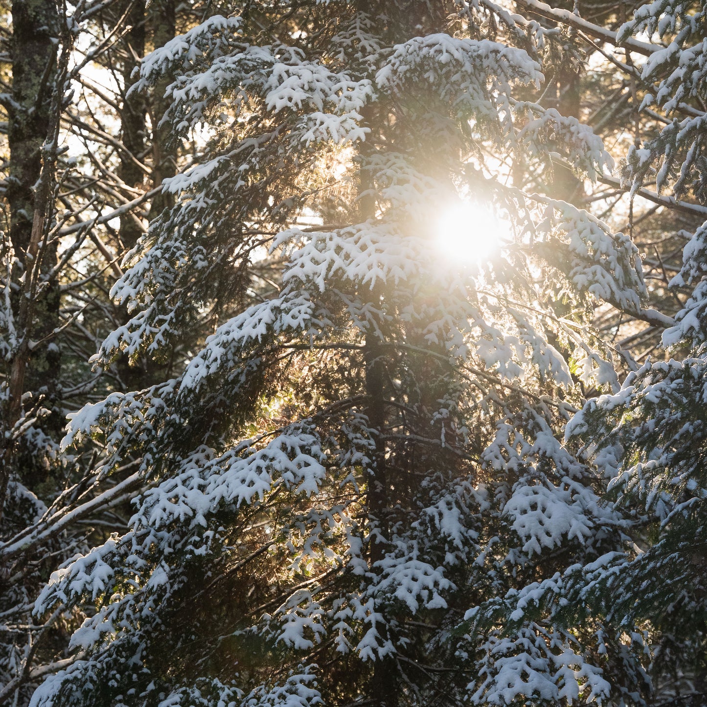 Through The Trees