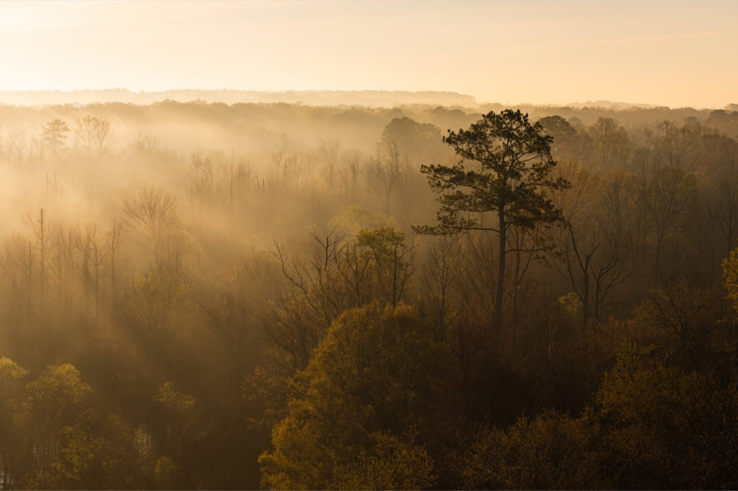 Morning Haze - Print Only