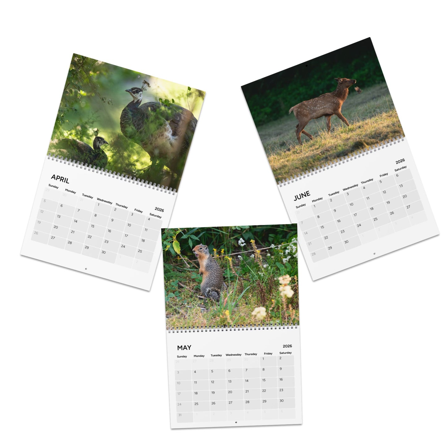 2026 Wildlife Calendar