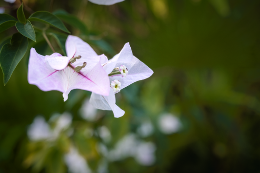 Flowers of the Yucatán - Print Only
