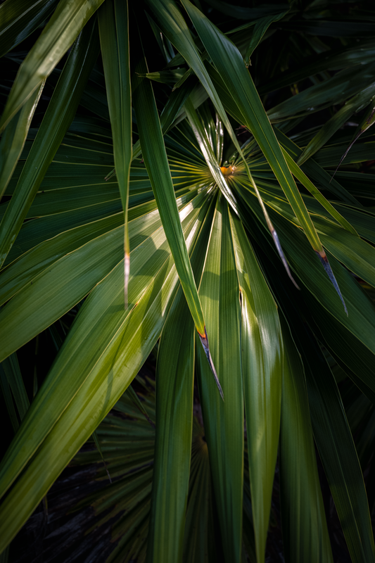 Glossy Green - Print Only