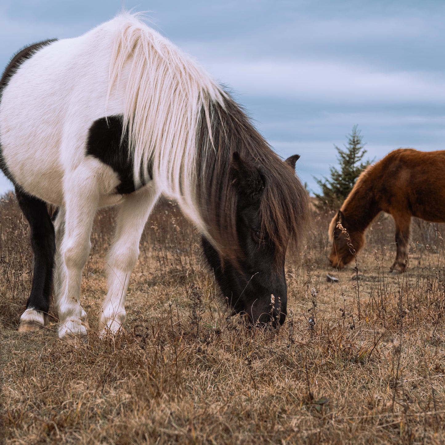 Grayson Highlands