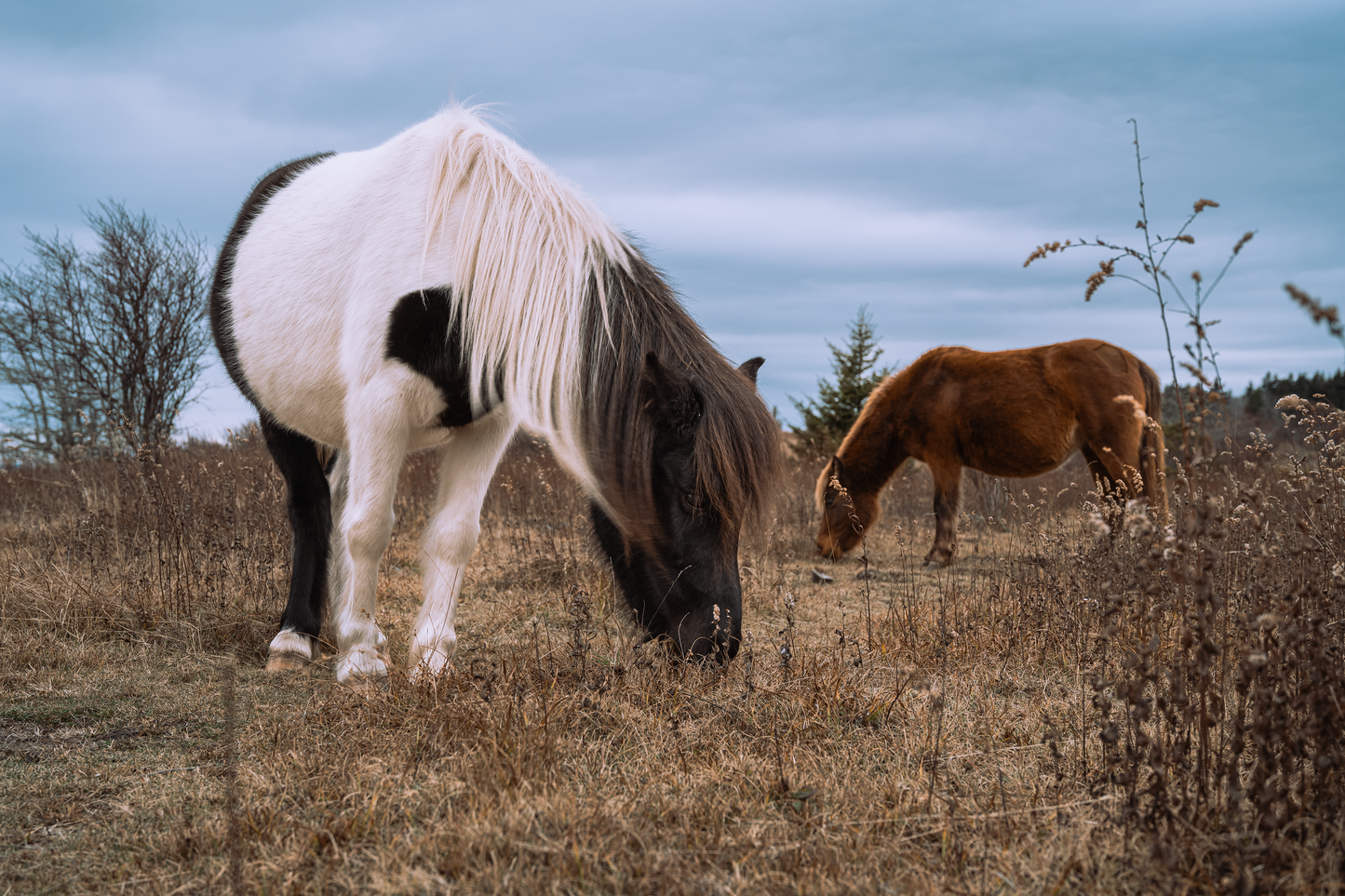 Grayson Highlands
