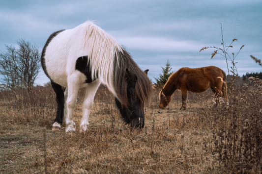 Grayson Highlands