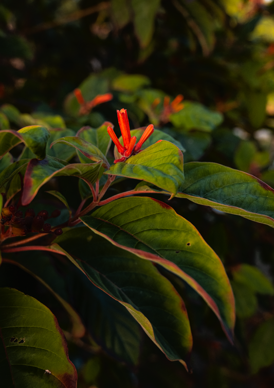 Hues of Sunrise - Print Only