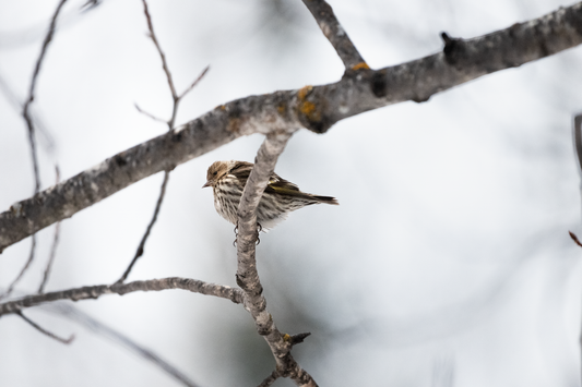 In The Branches