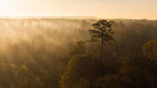 Morning Haze - Print Only
