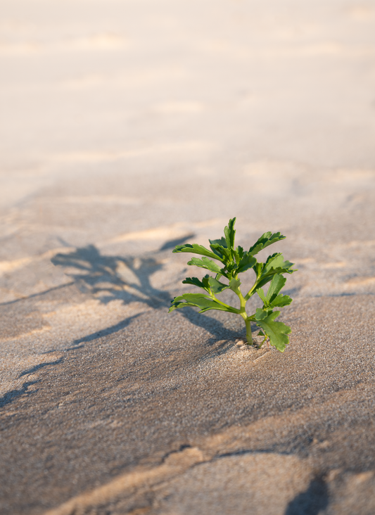 New Growth - Print Only