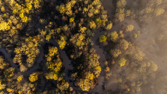 Oxbows of the Bayou - Print Only