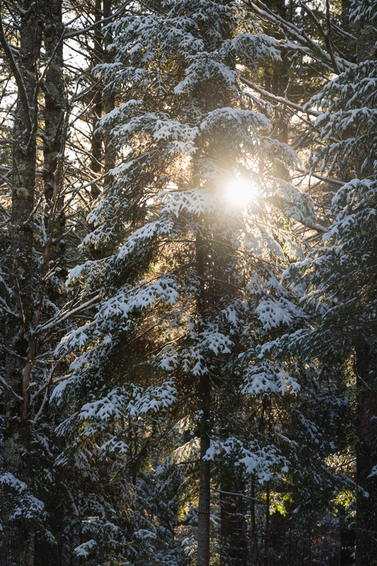 Through The Trees
